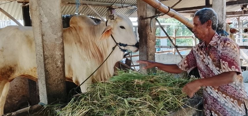 Pemkab Sleman Pastikan Hewan Kurban Aman dari Penyakit 