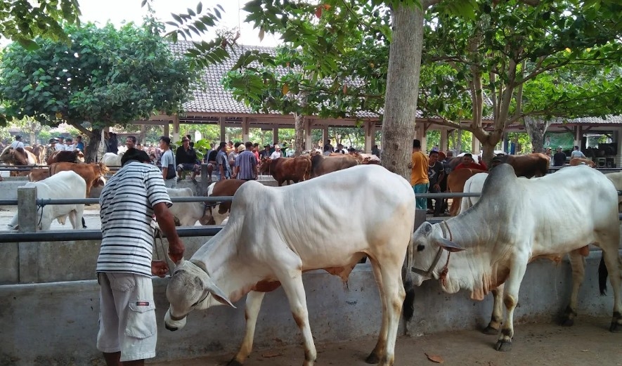 Pedagang Sapi di Sleman Tersenyum, Penjualan Meningkat Tahun Ini