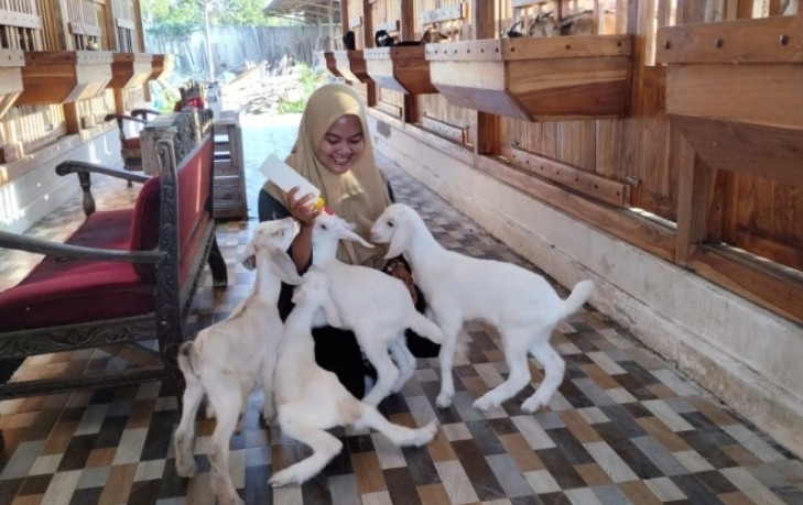 Kisah Mila Lulusan Fapet UGM Pilih Beternak Domba Ketimbang Kerja Kantoran, Raup Omzet Ratusan Juta 