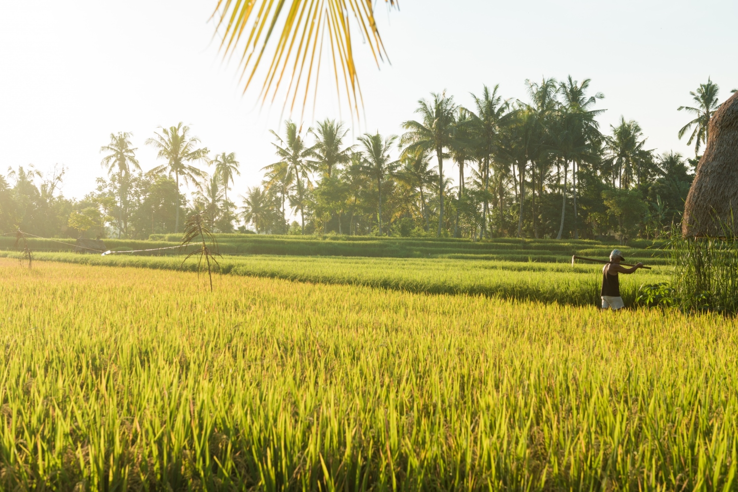 Kendalikan Hama Tikus di Sawah, Petani Gunungkidul Memakai Metode Ramah Lingkungan Empos 