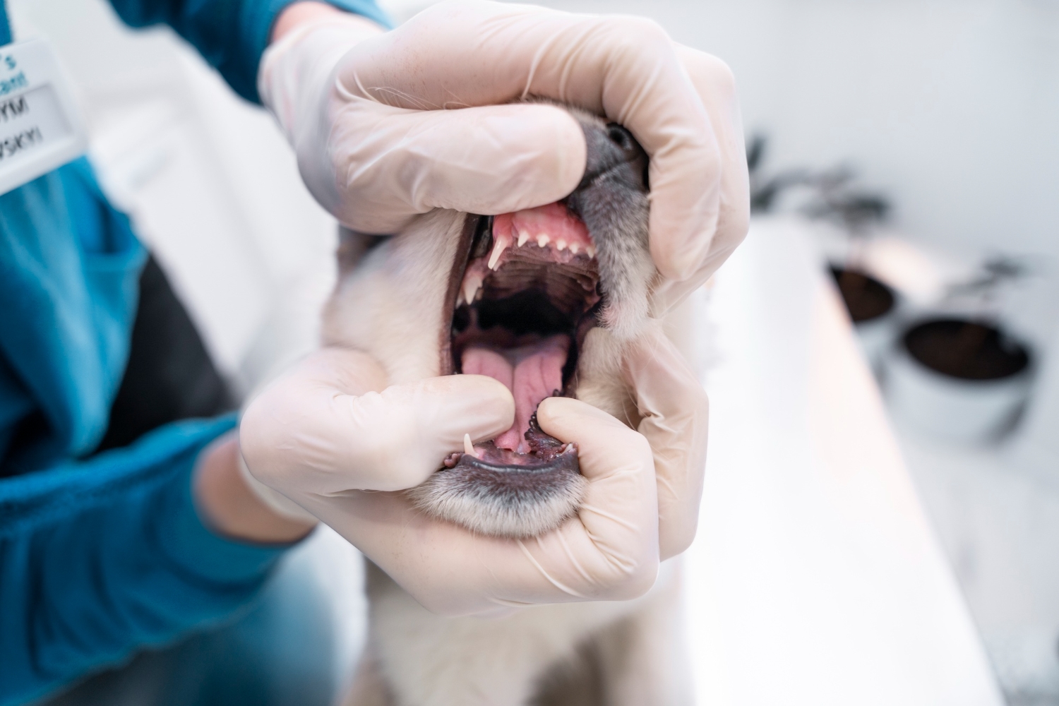 Pemda DIY Larang Perdagangan Anjing dan Hewan Penular Rabies Lainnya