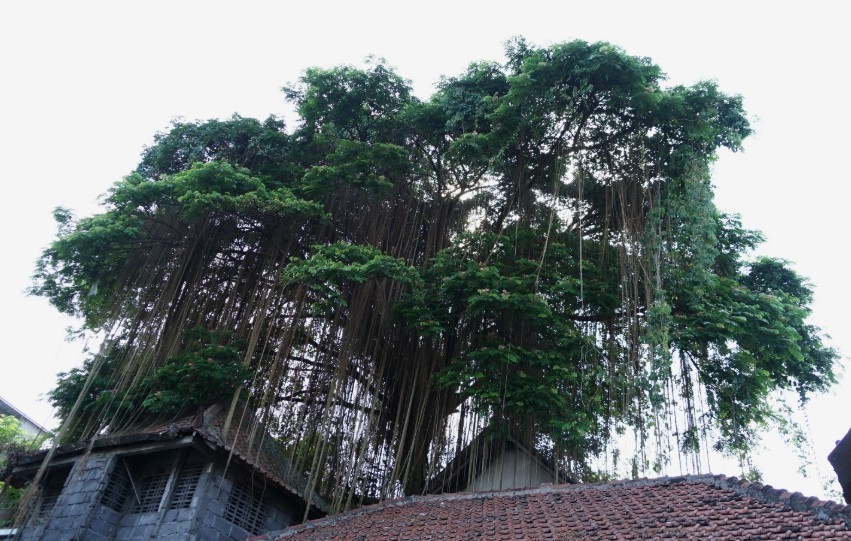 Niat Ditebang, Pohon Berusia 150 Tahun di Perumahan Warga Jogja Dibiarkan Tetap Lestari 