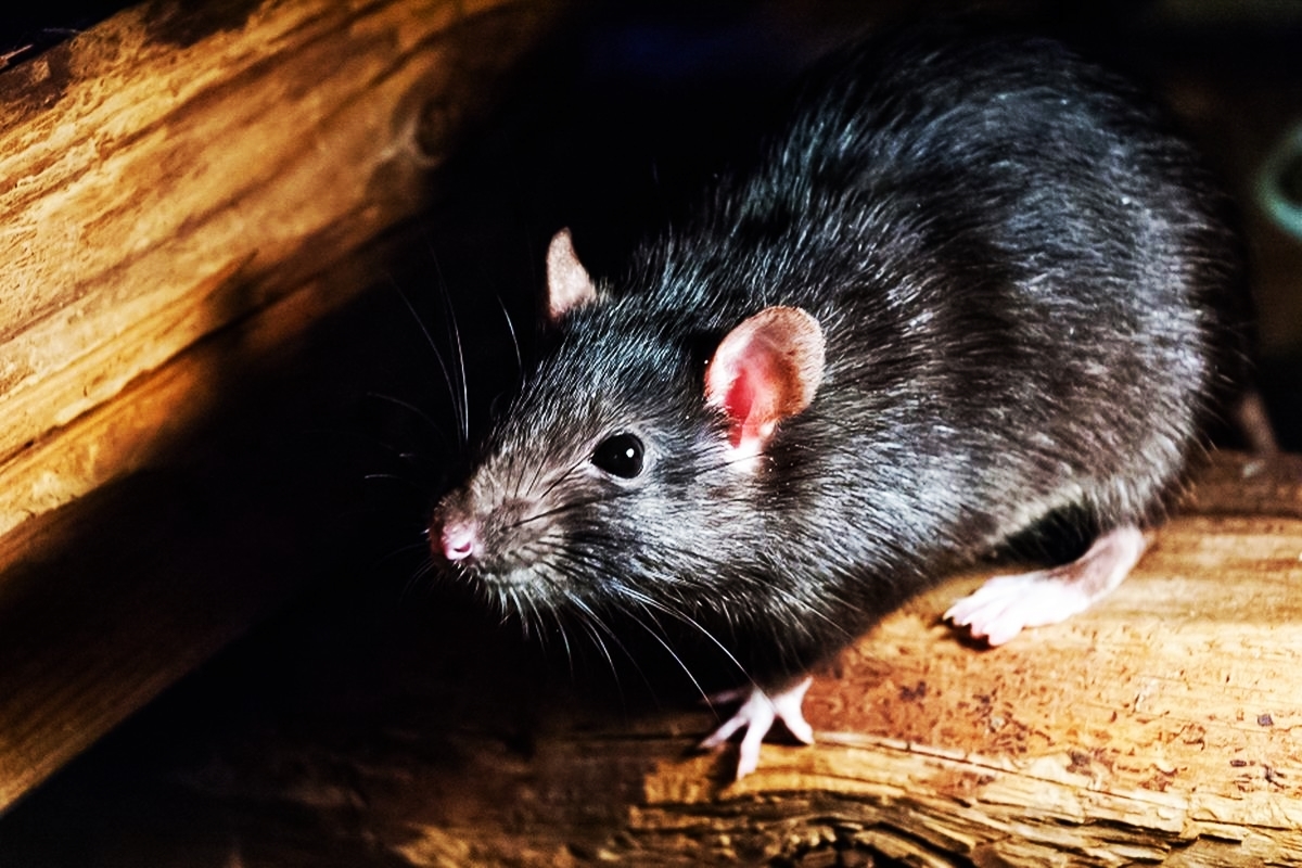 6 Kasus Leptospirosis Ditemukan di Kota Jogja 