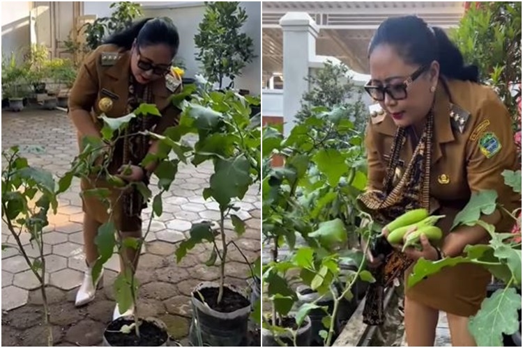 Kece Badai, Memakai Boots Bupati Gunungkidul Endah Subekti Panen Terong 3 Kilogram, Wajibkan ASN Menanam di Pekarangan