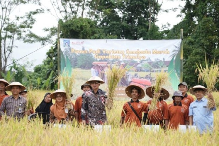 Panen Raya Padi Varietas Sembada Merah, Wabup Sleman Danang Maharsa: Pemerintah Dukung Produk Pertanian Unggulan