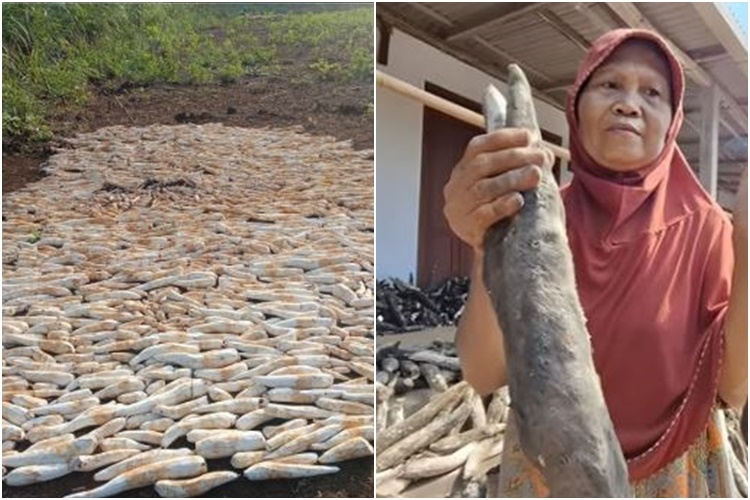 5 Fakta Menarik Masjid di Sleman Beli Singkong 10 Ton dari Petani Gunungkidul