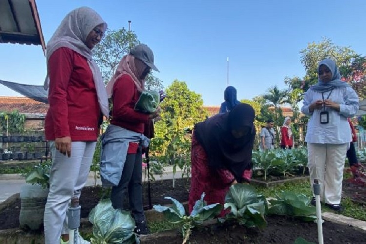 Lorong Sayur Gembira Rejowinangun, dari Gang Sempit jadi Lahan Sayur Menghasilkan