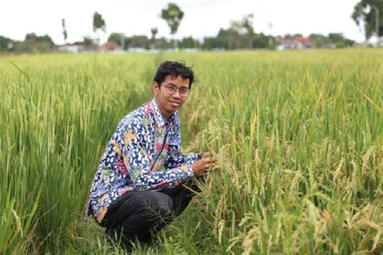 Peneliti UGM Kenalkan Beras Presokazi, Rasa Pulen dengan Kandungan Zat Besi dan Seng Penuh Gizi