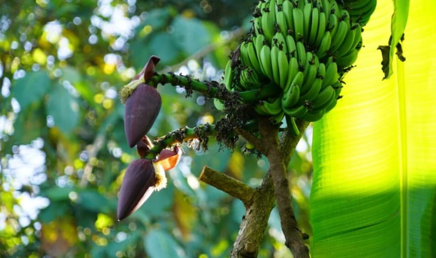 Miliki Empat Tandan, Pisang Ambon Milik Warga Gunungkidul Bakal Dikembangkan jadi Ikon Baru Daerah  