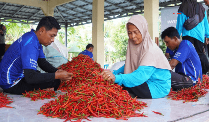 Lelang Cabai Digital Petani Bantul, Upaya Menjaga Stabilitas Harga 