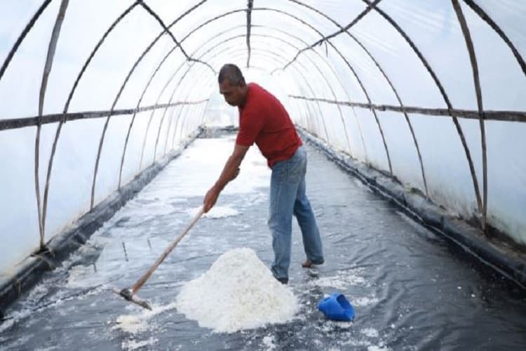 Kisah Purnama Petani Garam di Bantul, Termotivasi Cerita Sukses Zaman Dulu