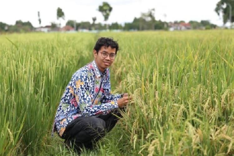 Peneliti UGM Kenalkan Beras Presokazi, Rasa Pulen dengan Kandungan Zat Besi dan Seng Penuh Gizi