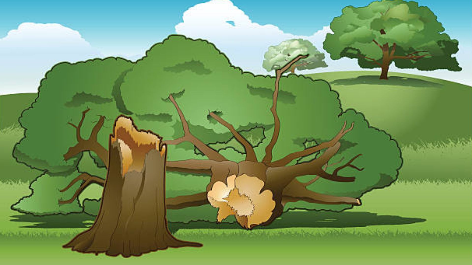 BPBD Kota Yogyakarta, Imbau Warga Waspada Pohon Tumbang