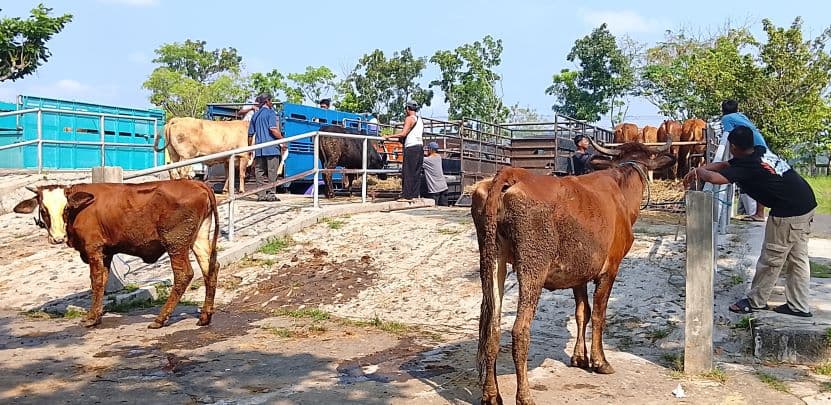 Sleman Masih Kekurangan 5.000 Ekor Sapi untuk Kurban