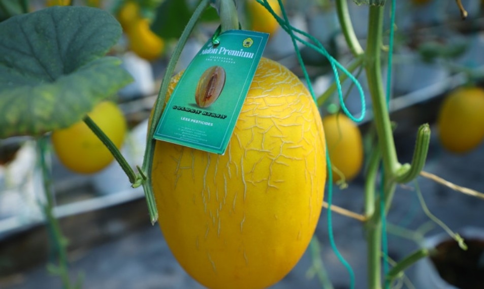 Cerita Siswa SMK N 1 Pandak Budidaya Melon Premium, Patahkan Stigma Gen Z Malu jadi Petani