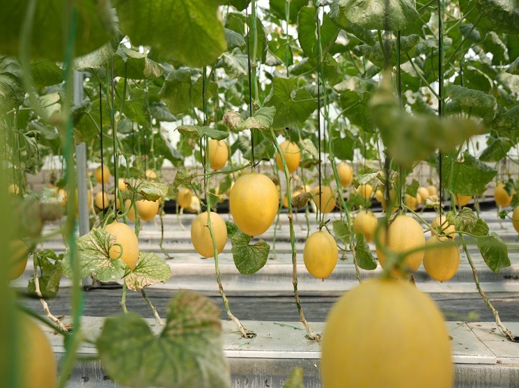Manfaatkan Lahan Kurang Produktif, Bumkal Sumberharjo Prambanan Sukses Budidaya Melon Premium