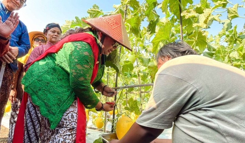 Warga Belajar PKBM Ngudi Kapinteran Gunungkidul Sukses Bertani Melon Golden Kinanti