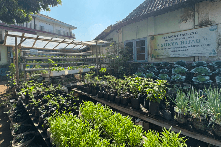 Cerita Sukses Urban Farming Kampung Suryodiningratan Jogja, Warga Kota Bisa Hasilkan Sayur Mayur