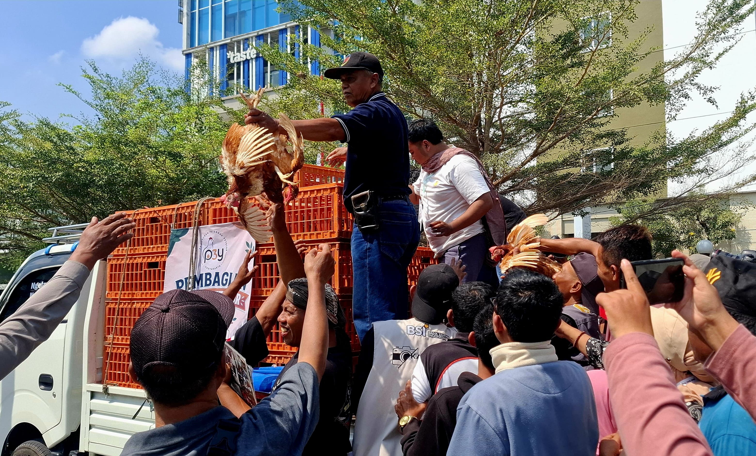 Peternak di DIY Bagikan 1.600 Ekor Ayam Gratis di Malioboro, Kenapa?