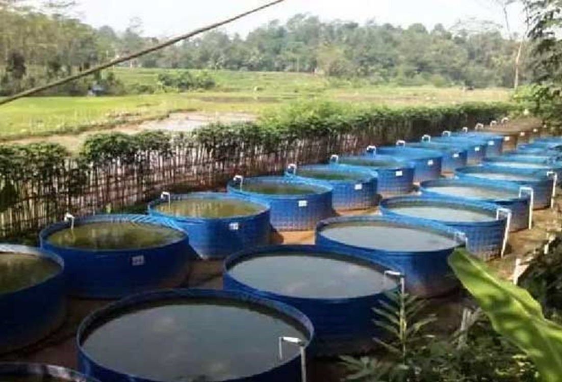 Komisi B DPRD DIY Dorong Ketahanan Pangan Pekarangan dan UMKM Lele di Timbulharjo Bantul