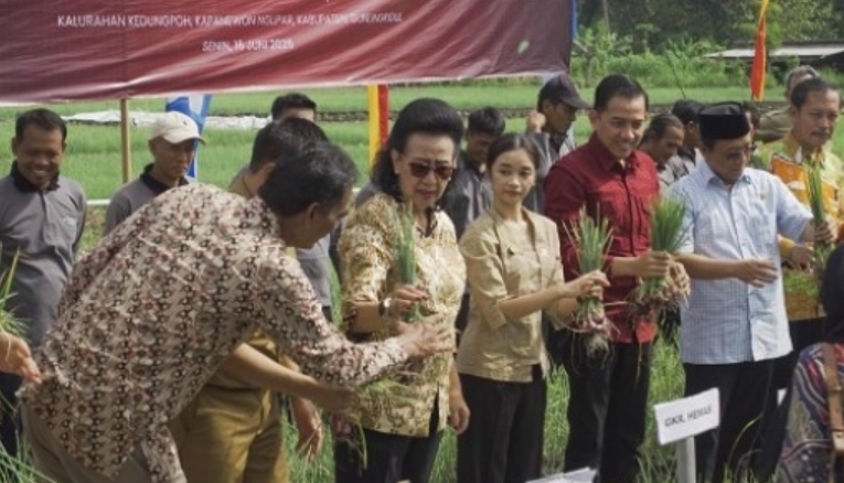 Panen Raya Bawang Merah di Gunungkidul Capai 30 Ton per Hektar