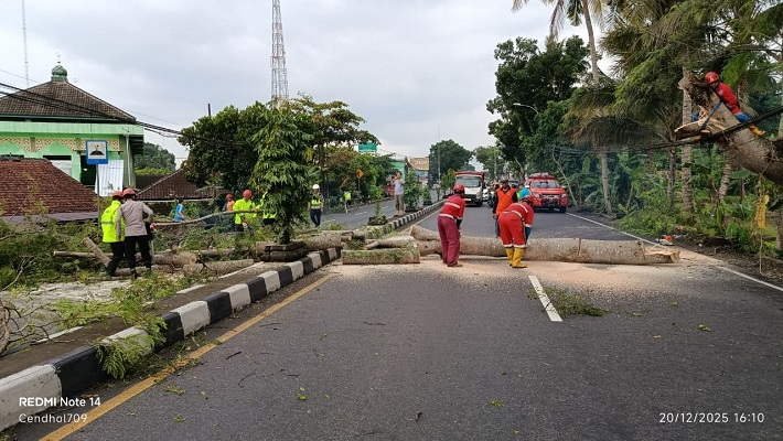 Belasan Pohon di Sleman Tumbang Akibat Hujan dan Angin Kencang